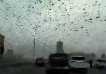Inilah Locust-19, Pandemi yang Muncul di Tengah Wabah Covid-19, Meski Sedikit Diketahui, Benua Afrika Alami Dampak Mengerikan Akibat Wabah Ini