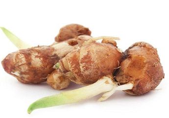 Rutin Minum Rendaman Ekstrak Kencur Setiap Hari, Tubuh Bisa Terhindar dari Kanker Lambung