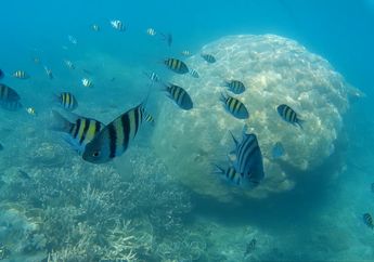 Peneliti Ungkap Bagaimana Peningkatan Karbon Pengaruhi Kehidupan Laut