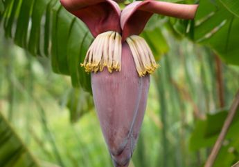 Kerap Jadi Sampah, Siapa Sangka Jantung Pisang Punya Manfaat Kesehatan yang Tidak Main-Main