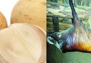 BERITA TERPOPULER: Makan Buah Duku Ternyata Bikin Kita Terhindar Dari Penyakit Mematikan Sampai Daging Babi yang Digantung Senilai 2 Miliar