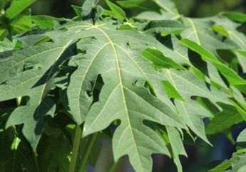 Jarang Diketahui, Jus Daun Pepaya Bisa Cegah Resiko Tubuh Terkena Penyakit Mematikan Ini, Wajib Dicoba!
