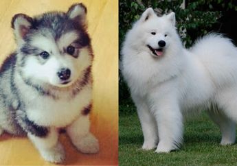 Ini 7 Ras Campuran Anjing Paling Langka & Imut! Mana Favoritmu?