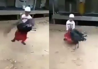 Viral Video Bocah Nekat Tantang Duel Kalkun Diiringi Lagu Drama Kolosal Angling Dharma