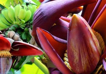 Ini Manfaat Jantung Pisang Kepok, dari Turunkan Berat Badan Hingga Atasi Sindrom Pramenstruasi