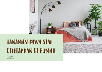 Ternyata 5 Tanaman Ini Bisa Bawa Sial Jika Diletakkan di Rumah!