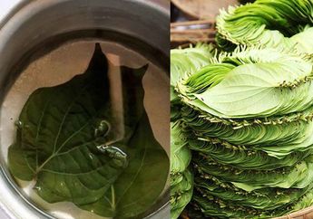 LAKUKAN MULAI SEKARANG! Rutin Minum Air Rebusan Daun Sirih Setiap Hari Bisa Usir Penyakit yang Sebabkan Kematian Mendadak Ini!