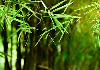 Tanpa Perlu ke Salon, Campuran Air Rebusan Daun Bambu dan Madu Bisa Merawat Kulit hingga Rambut