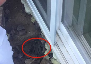 Kepala Hewan Ini Kerap Muncul dari Lantai Rumahnya, Pasangan Ini Ketakutan Sampai Tak Bisa Hidup Tenang Tahu Bawah Lantai Rumahnya Sarang Hewan Pembunuh Ini