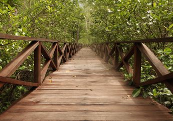 Menikmati Keindahan Alam Pariwisata Mangrove Teluk Semanting