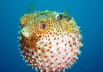 Viral Satu Keluarga Meninggal Usai Makan Ikan Buntal, Deretan Makanan ini Sebaiknya Tidak Dimakan Manusia