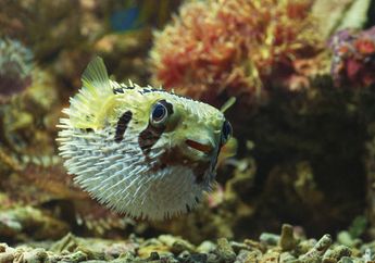 Dua Hari Berturut-turut Makan Ikan Buntal Dimasak Kuah Santan Hasil Pancingan di Laut, Satu Keluarga Tewas Keracunan