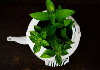 Sudah Tahu? 5 Tumbuhan Herbal Ini Mampu Mempercepat Penurunan Berat Badan Loh!