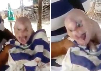 Seekor Babi Terlahir dengan 'Wajah dan Rambut Manusia' Terekam Menggeliat-geliat di Lengan Seorang Petani, Terjadi Karena Penggunaan 'Obat' Ini yang Berlebihan?
