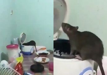 MENJIJIKAN! Wanita Ini Histeris Saat Pergoki Tikus Got Makan Nasi Langsung di Rice Cooker Rumahnya, 'Gede Bangettt Astagaaa!'