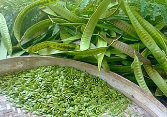Enggak Nyangka! Sering Diabaikan Ternyata Makan Petai Cina Bisa Jadi Obat Alami Sembuhkan Penyakit Mematikan! Wajib Coba