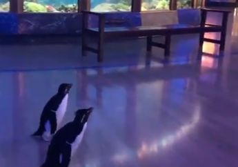 Jalan-Jalan Kunjungi Penghuni Akuarium Lainnya, Dua Penguin Ini Bikin Gemas