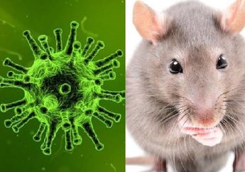 Belum Selesai Pandemi Corona, Kini Muncul Wabah Baru Bernama Hantavirus! Begini Penjelasan Ahli