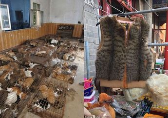 Praktek Pembunuhan Sadis Kucing di Negara ini Marak Terjadi, Dagingnya Dimakan Serta Kulitnya Dijual untuk Dibuat Tas dan Dompet