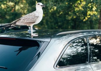 Akibat Remehkan Kotoran Burung Nempel di Bodi Mobil, Ahlinya Bilang Begini