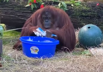 Bukan Manusia, Orangutan ini Mengajarkan Cara Mencuci Tangan yang Baik dan Benar