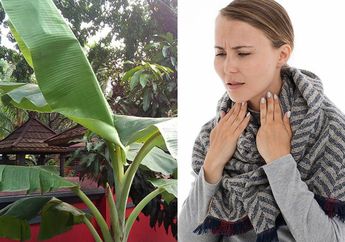 Enggak Banyak yang Tahu, Air Rebusan Daun Pisang Ternyata Ampuh Jadi Obat Radang Tenggorokkan! Begini Cara Buatnya