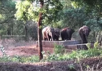 Tak Mau Dibantu Manusia, Gajah-gajah Ini Berjuang Berjam-jam Demi Selamatkan Sendiri Anaknya