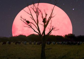 5 Fakta Fenomena Supermoon 2020 Dini Hari Tadi. Bulannya Warna Pink?