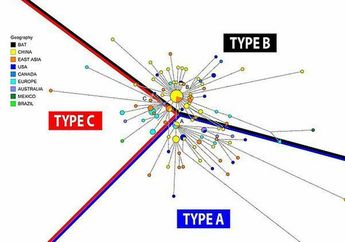 SARS-Cov-2, Virus Corona yang Bermutasi dan Ciptakan Turunan Virus Berbeda, Ini Persebaran Tipenya di Seluruh Penjuru Dunia