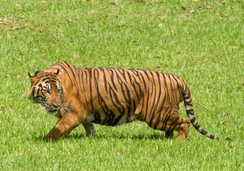 Rusaknya Habitat Hingga Perburuan Liar Jadi Tantangan Bagi Kelestarian Harimau