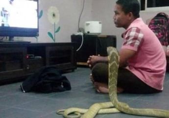 Percaya Hewan Tersebut Sosok Pacarnya yang Meninggal Hidup Kembali, Pria Ini Nikahi Ular Cobra Sepanjang 10 Kaki, Kisahnya Bikin Geleng Kepala!