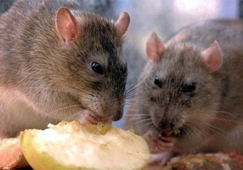 Ilmuwan Dibuat Bingung saat Tikus Menginfeksi Manusia dengan Hepatitis Jenis Baru: 'Ini Tidak Seharusnya Terjadi'