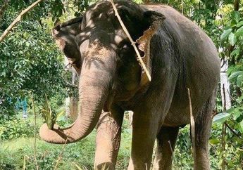 Hewan pun Rasakan Dampak Virus Corona, Gajah di Thailand Terancam Kelaparan Gara-gara Kunjungan Turis Menurun, Terpaksa Diberi Pakan Tak Seperti Menu Biasanya