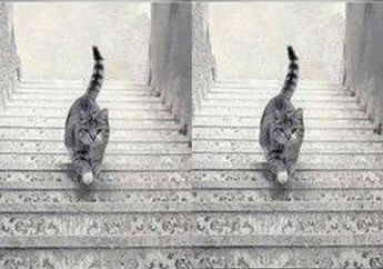 Tes Kepribadian: Menurutmu Kucing ini Sedang Naik atau Turun Tangga? Hasilnya Bisa Ungkap Karakter Aslimu!