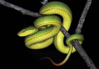 Spesies Baru Ular Hijau Ini Dinamai Dari Tokoh Serial Harry Potter