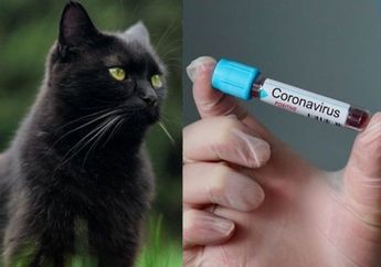 Keberhasilan Vietnam dan 'Kegemaran' Penduduknya Konsumsi Kucing Hitam Giling sebagai Obat Virus Corona