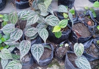 Tips agar Tanaman Sirih Gading Merah Subur, Beri Racikan Sambiloto