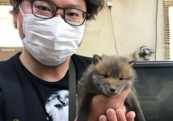 Dirawat dengan Baik, Pemilik Kaget, 'Anak Anjing' Peliharaannya saat Tumbuh Besar Berubah Menjadi Binatang Berbeda