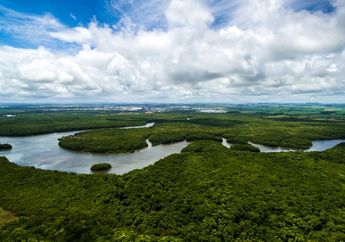 Bukan di Wuhan, Ternyata 'Sarang' Virus Corona Ada di Hutan Amazon!