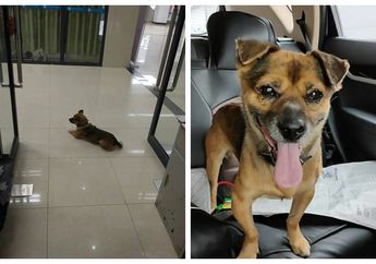 Tak Menyadari Pemiliknya Telah Tiada Akibat Virus Corona, Anjing Malang Ini Enggan Beranjak dari Rumah Sakit, Setia Menunggu Sang Pemilik