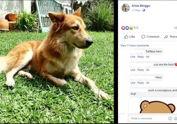 Bikin Mewek, Ini Kisah Pilu Seekor Anjing yang Korbankan Nyawanya Demi Selamatkan Pemiliknya dari Serangan Seekor Ular!