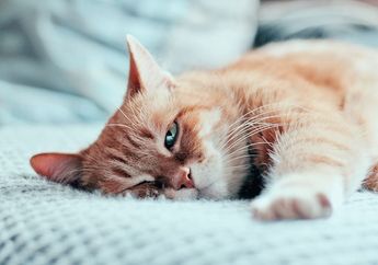 Sungguh Tragis! Berbulan-bulan Alami Bengkak Hingga Terancam Diamputasi, Balita Ini Akhirnya Meninggal Lantaran Tak Kunjung Sembuh Sehabis Digigit Kutu Kucing