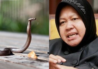 Bertaruh Nyawa Selama Menjabat Wali Kota Surabaya hingga Nyaris Jadi Sasaran Pembunuhan, Tri Rismaharini Ternyata Pernah Diselamatkan Anak Indigo dari Ancaman Ular Misterius