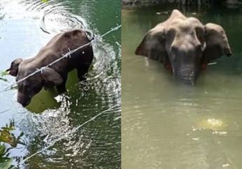Makan Nanas Berisi Petasan, Gajah yang Sedang Hamil Ini Tewas secara Tragis