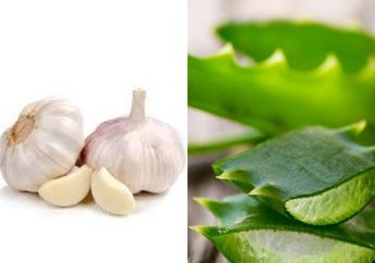 Lebih Baik dari Obat! Coba Minum Campuran Lidah Buaya dan Bawang Putih secara Rutin, Kasiatnya Enggak Main-main