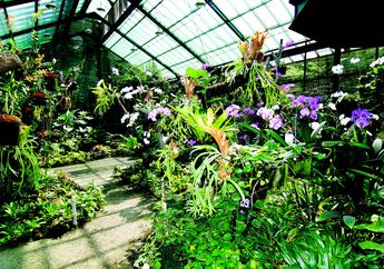 Bikin Taman Anggrek Tropis Biaya 8 Jutaan, Cara Menata agar Rapi
