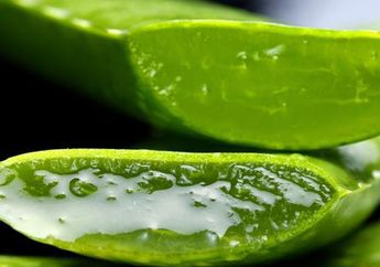 Terkenal Sehat, Siapa Sangka Lidah Buaya Bisa Sebabkan Gagal Ginjal, Hati-Hati