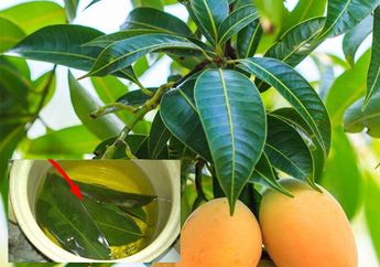Cuma Minum Air Rendaman Daun Mangga Di Pagi Hari, 5 Hal Luar Biasa Ini Akan Terjadi dalam Tubuh!
