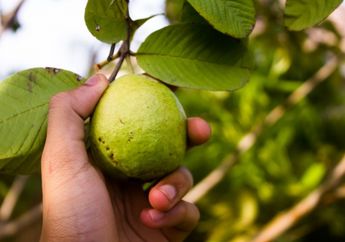 Tak Hanya Digunakan untuk Obat Diare, Ternyata Daun Jambu Biji Juga Bisa Mewujudkan Mimpi Para Wanita Miliki Wajah Glowing dan Bebas Kerutan, Begini Caranya