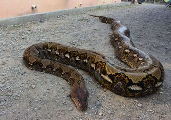 Mencengangkan, Sehabis Memijit Perut Ular Piton Besar Lantaran Lemas Tak Berdaya, Akhirnya Petani Berlega Hati Dapat Jawaban yang Selama Ini Jadi Misteri dalam Hidupnya